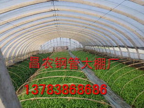 冬暖式蔬菜大棚,冬暖式蔬菜大棚生產(chǎn)廠家,冬暖式蔬菜大棚價格